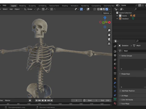 Realistic Human Skeleton 3D Model