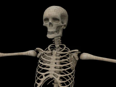 Realistic Human Skeleton 3D Model