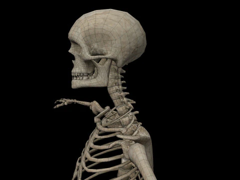 Realistic Human Skeleton 3D Model