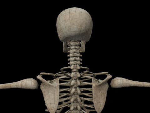 Realistic Human Skeleton Modelo 3D