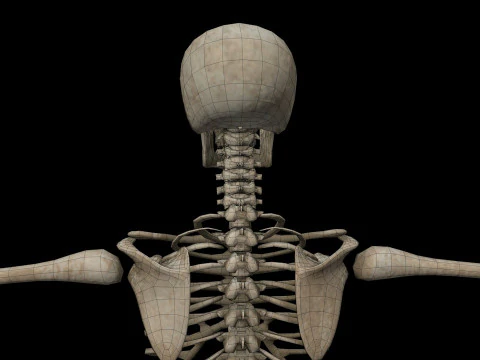 Realistic Human Skeleton 3D Model
