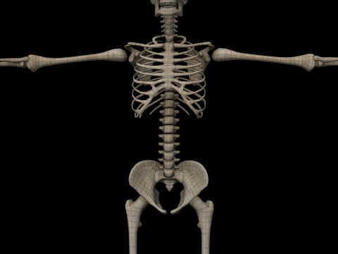 Realistic Human Skeleton Modelo 3D