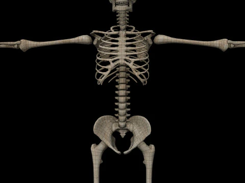 Realistic Human Skeleton 3D Model