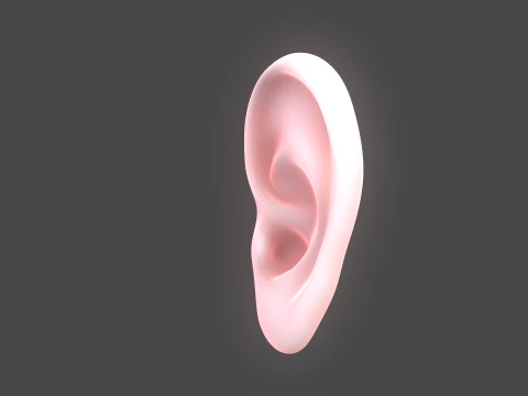 Versatile Ear Base Mesh Pack - 5 Stylized and Realistic Ears 3D Model