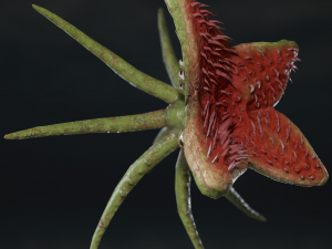 looking monster 3D Model