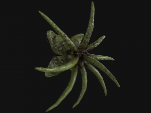 looking monster 3D Model