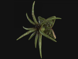 looking monster 3D Model