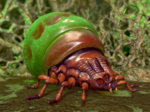insect - poison beatle 3D Model