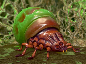 insetto - scarafaggio velenoso Modello 3D