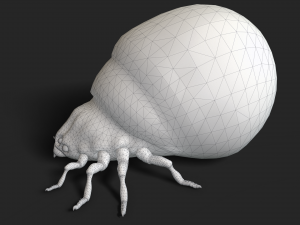insect - poison beatle Model 3D