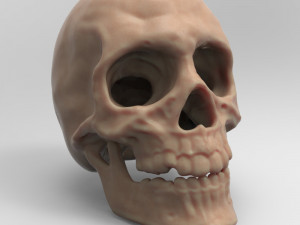 skull 3D 模型