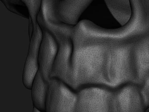 skull 3D Model