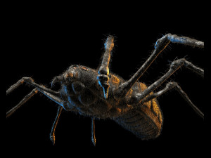 spider 3D Modell