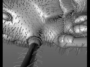 spider 3D Modell