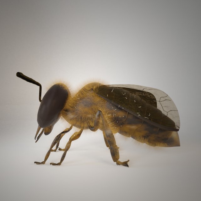 bee insect 3D Model .c4d .max .obj .3ds .fbx .stl .blend 