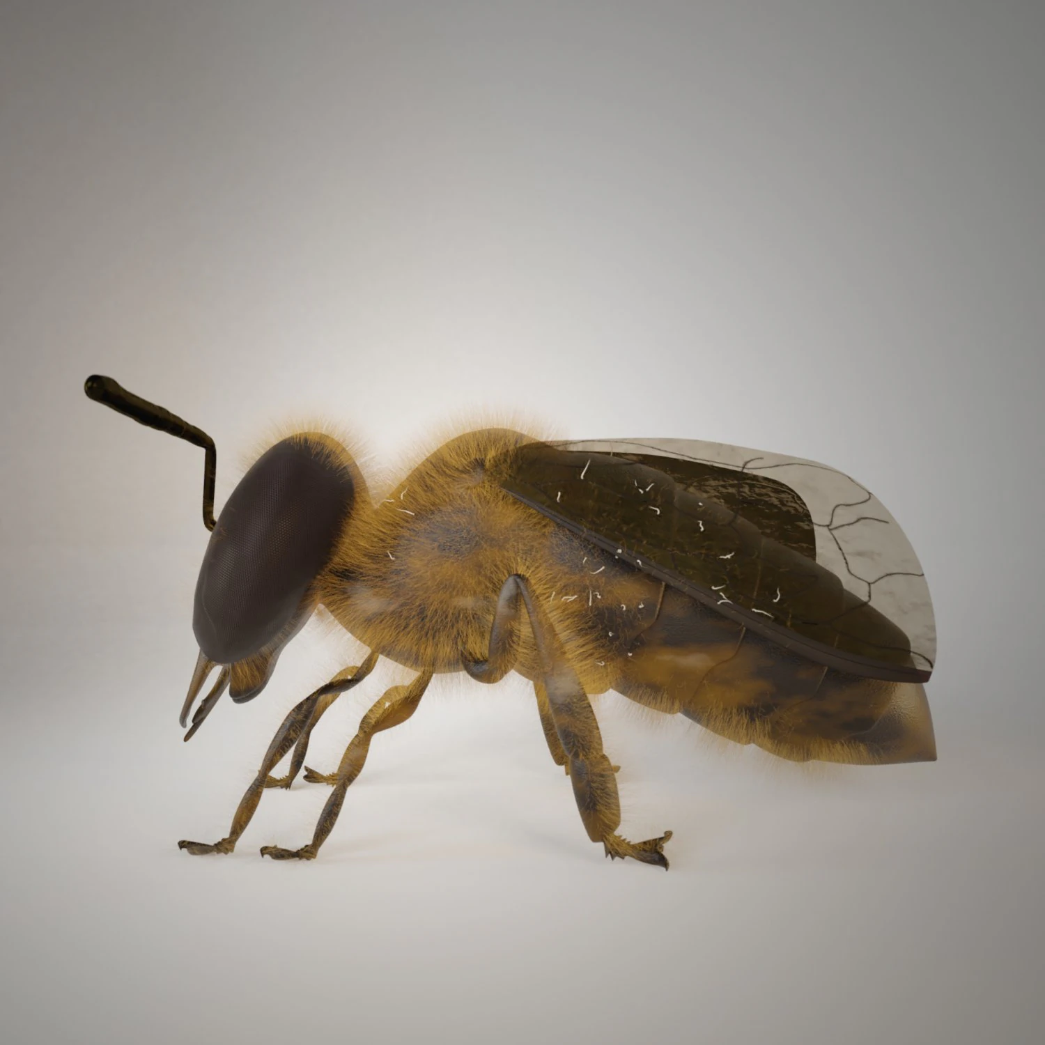 bee insect 3D Model .c4d .max .obj .3ds .fbx .stl .blend 