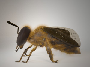 bee insect 3D Model