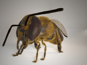 bee insect 3D Model