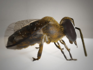 bee insect 3D Model