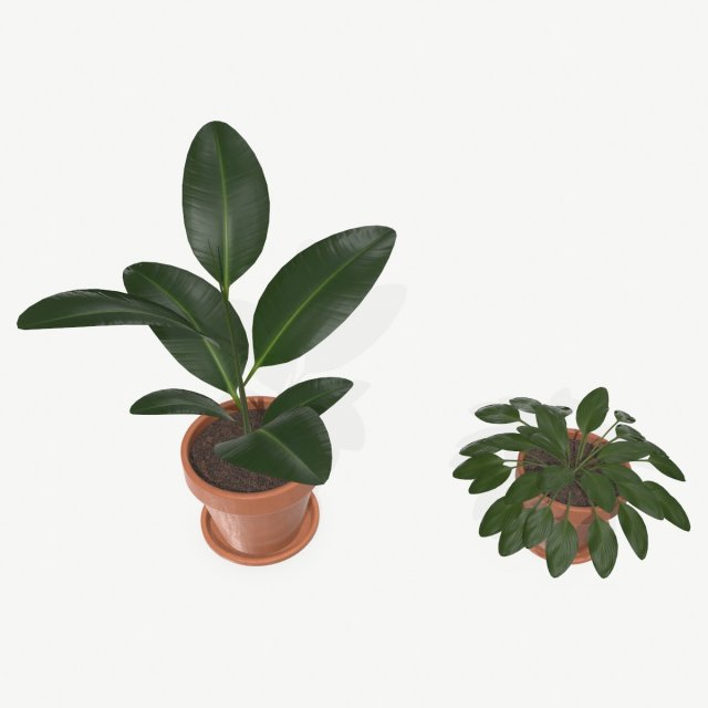 plants 3D Модель .c4d .max .obj .3ds .fbx .stl .blend 