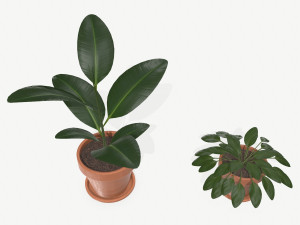 plants 3D Model