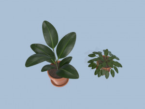 plants 3D Модель