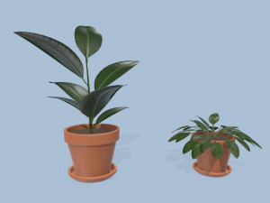 plants 3D Модель