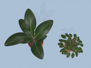 plants 3D Модель