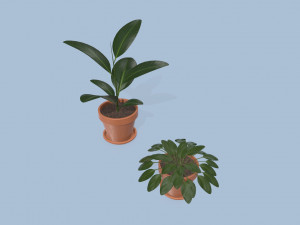 plants 3D Модель