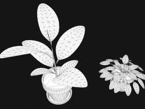 plants 3D Модель