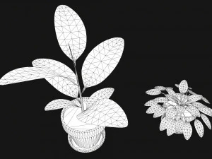 plants 3D Model