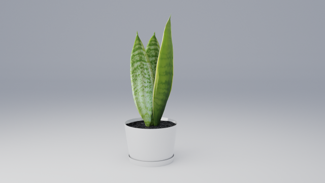 sansevieria 3D 模型 .c4d .max .obj .3ds .fbx .stl .blend 