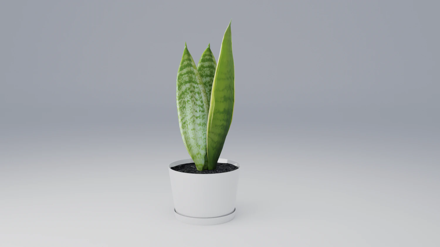 sansevieria 3D Model .c4d .max .obj .3ds .fbx .stl .blend 