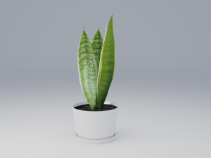 sansevieria 3D Model