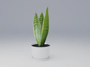 sansevieria Modelo 3D