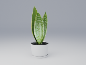 sansevieria 3D 模型