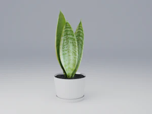 sansevieria 3D Model