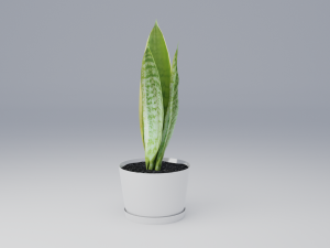 sansevieria 3D 模型