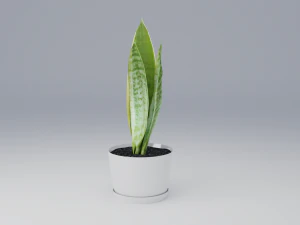 sansevieria 3D Model