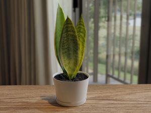 sansevieria 3D 模型