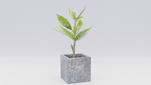 croton 3D 모델 .c4d .max .obj .3ds .fbx .stl .blend 