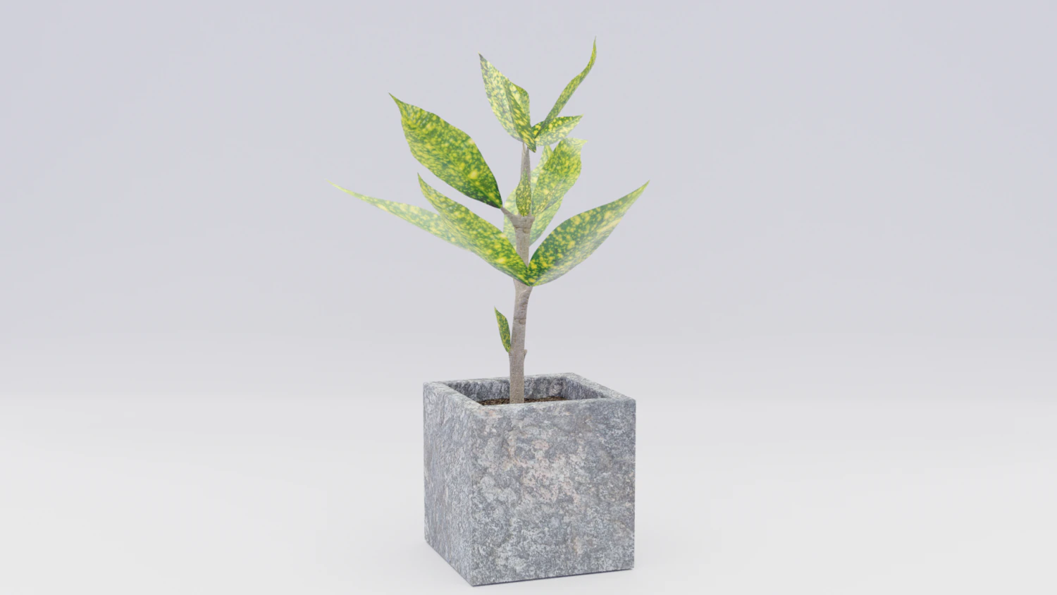 croton 3D Model .c4d .max .obj .3ds .fbx .stl .blend 