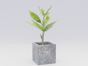 croton 3D Model