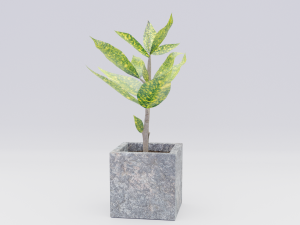 croton 3D 모델