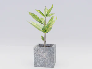 croton 3D Model