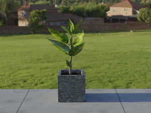 croton 3D Model