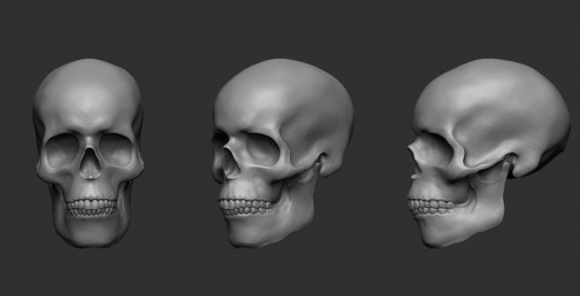 skull 3D Print Model .c4d .max .obj .3ds .fbx .stl .blend 