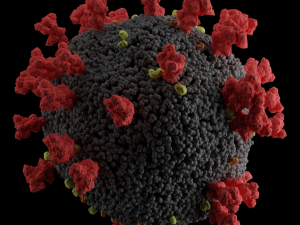 covid-2019 corona virus 3D Model