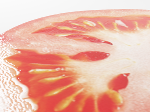 tomato slice 3D 模型