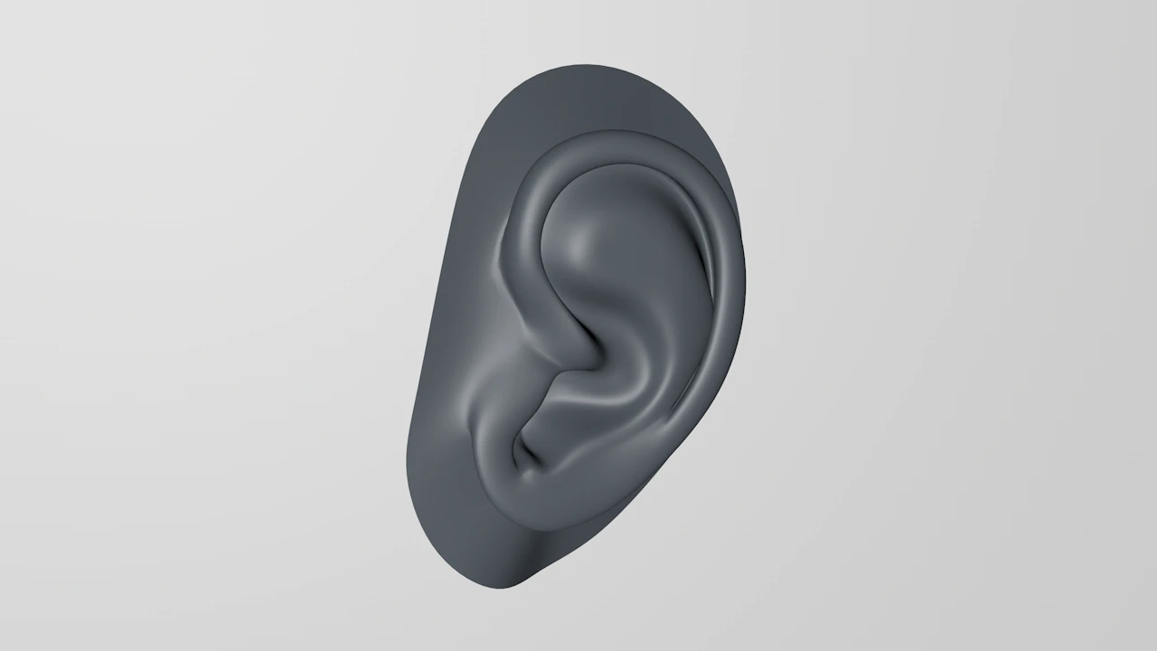 an ear 3D Model .c4d .max .obj .3ds .fbx .stl .blend